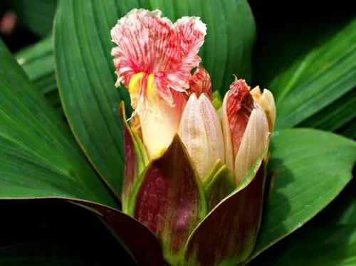 Costus ruby