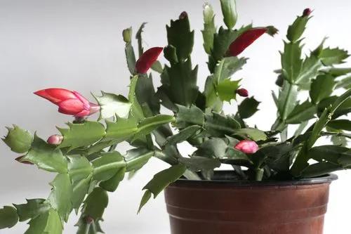 Thanksgiving Cactus