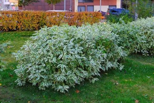 White Dogwood