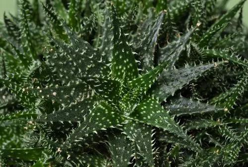 Haworthia Leaved Aloe