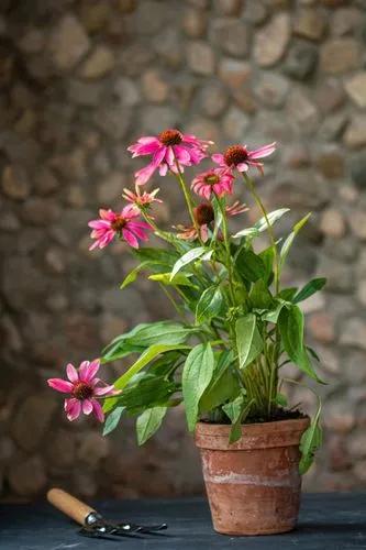 Eastern Purple Coneflower