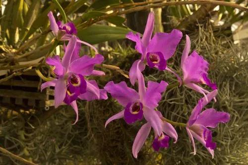 Gould's Laelia