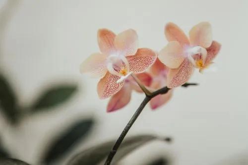 Moth Orchid