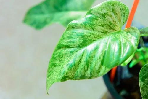 Philodendron Giganteum Variegated