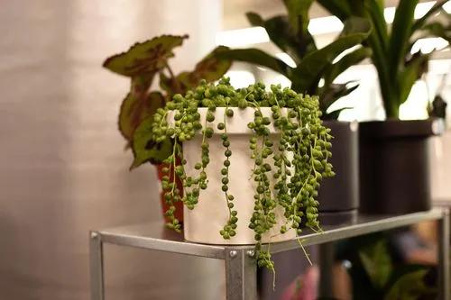 String Of Pearls