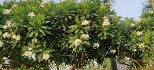 Singapore Graveyard Flower