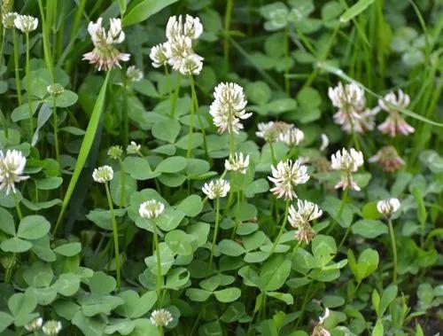 Black leaved clover