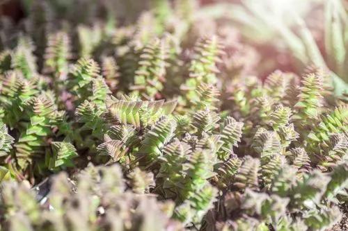 Cactus dent de requin