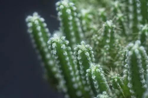 Barbed-wire cactus