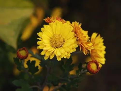 Indian chrysanthemum