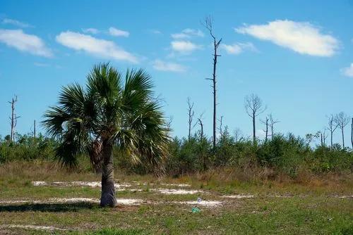 Cabbage Palm