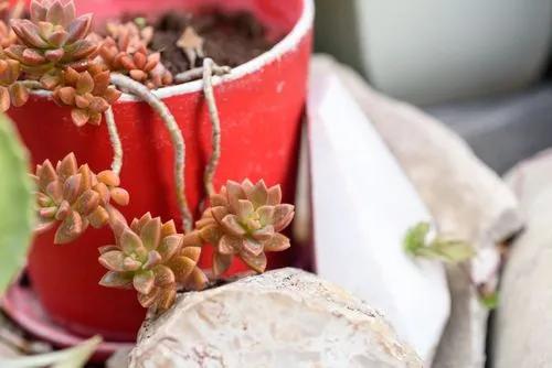 Coppertone Sedum