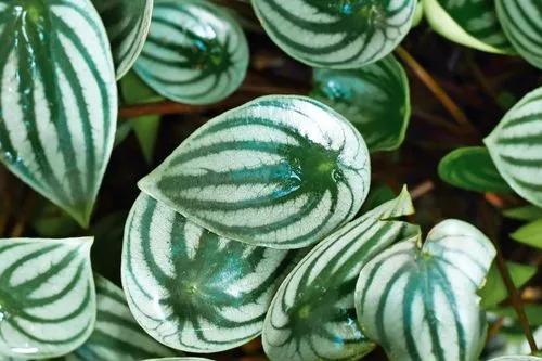 Watermelon Peperomia