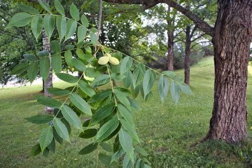 Juglans Cinerea