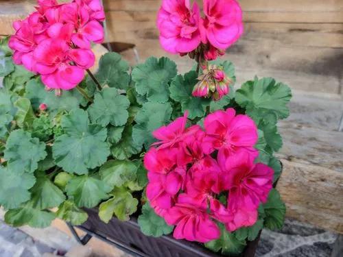 Geranium Plant