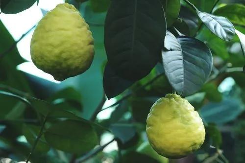 Ponderosa Lemon Tree