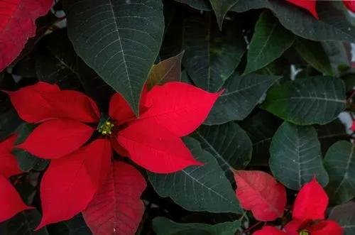 Poinsettia