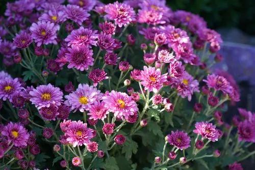 Annual aster