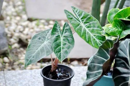 Alocasia Pink Dragon