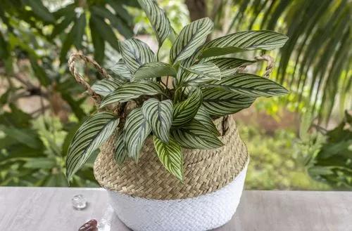 Calathea vittata