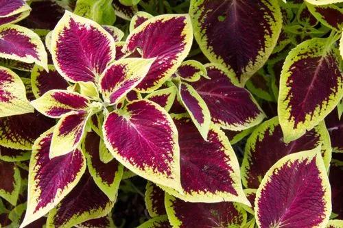 Coleus Blumei