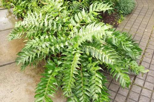 Asian Netvein Hollyfern