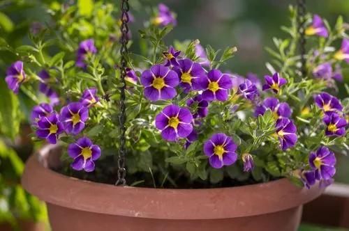 Seaside Petunia