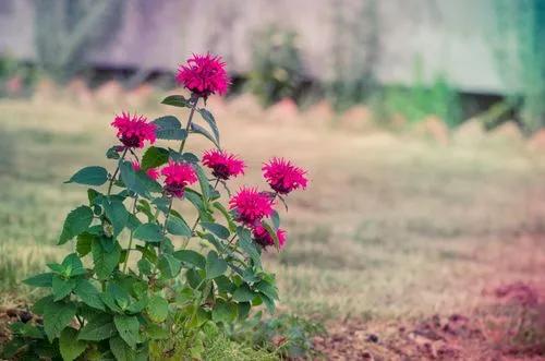 Wild Bergamot