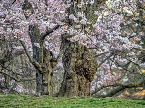 Sweet Crabapple