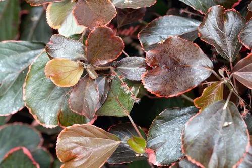 Clubbed Begonia