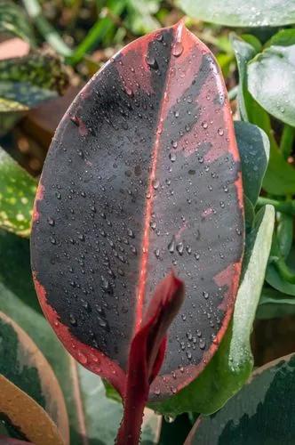 Ficus Ruby