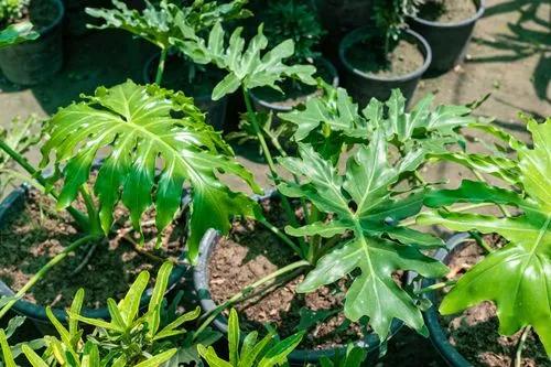 Philodendron Arbre