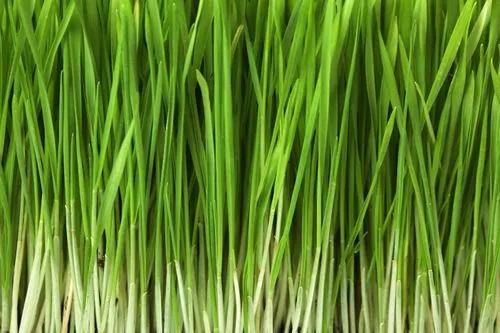 Cat Grass