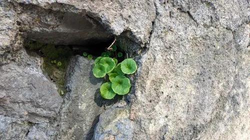 Navelwort