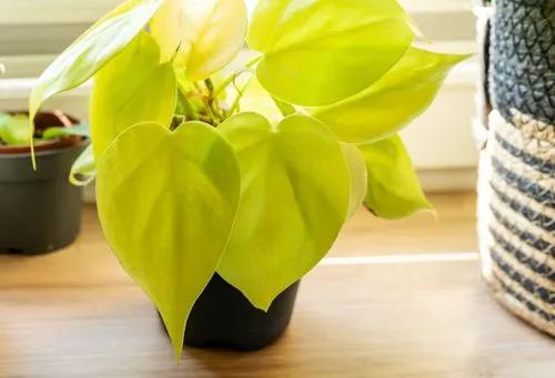 Lemon Lime Philodendron