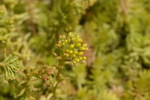 Reflexed Stonecrop, Jenny'S Stonecrop