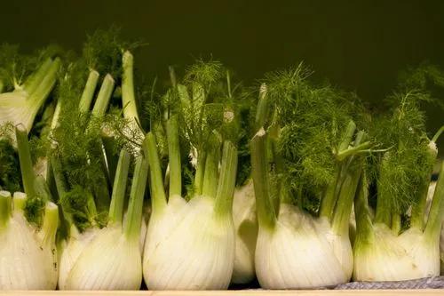 Fennel