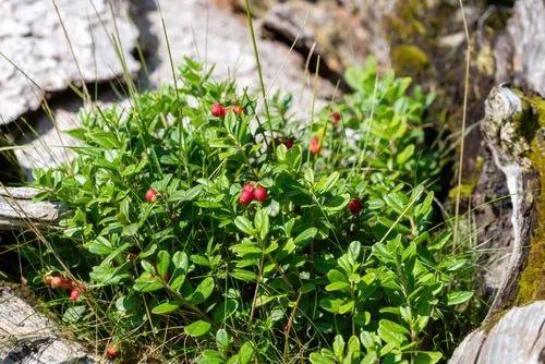 Vaccinium Macrocarpon