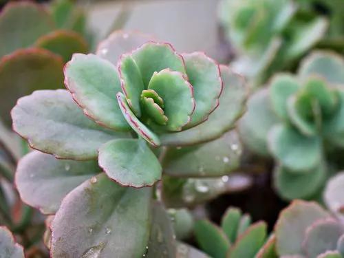 Kalanchoe Fedschenkoi