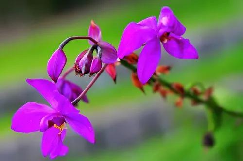 Philippine ground orchid