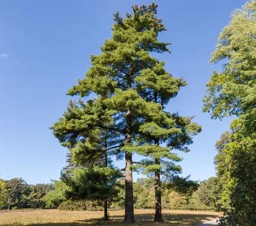 Eastern White Pine