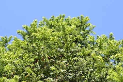 Chinese Fir