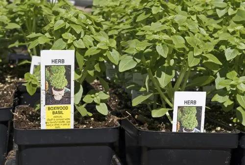 Boxwood basil