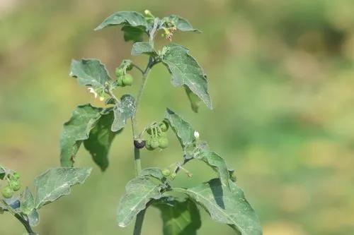 Whitetip Nightshade