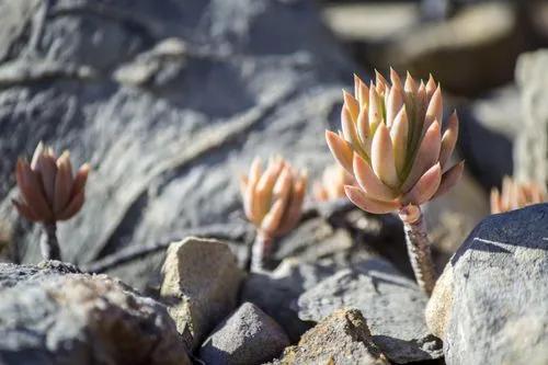 Pale Stonecrop