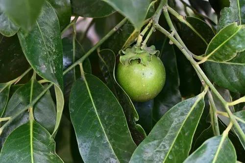 Black Sapote