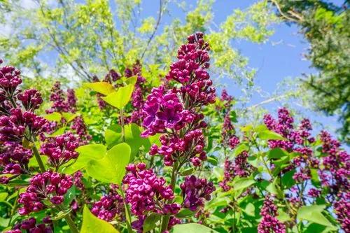 ‘Miss Molly’ Butterfly Bush