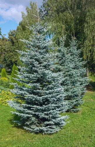 Colorado Blue Spruce