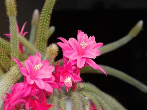 Rat's Tail Cactus