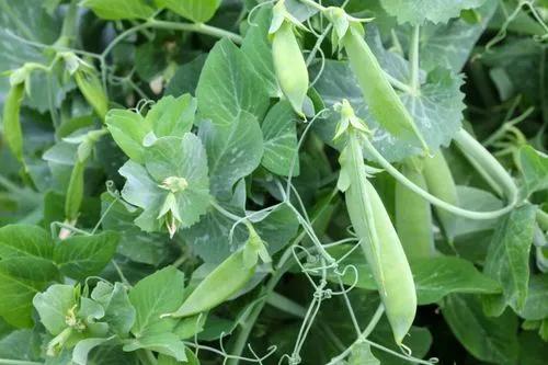 Sugar Snap Peas
